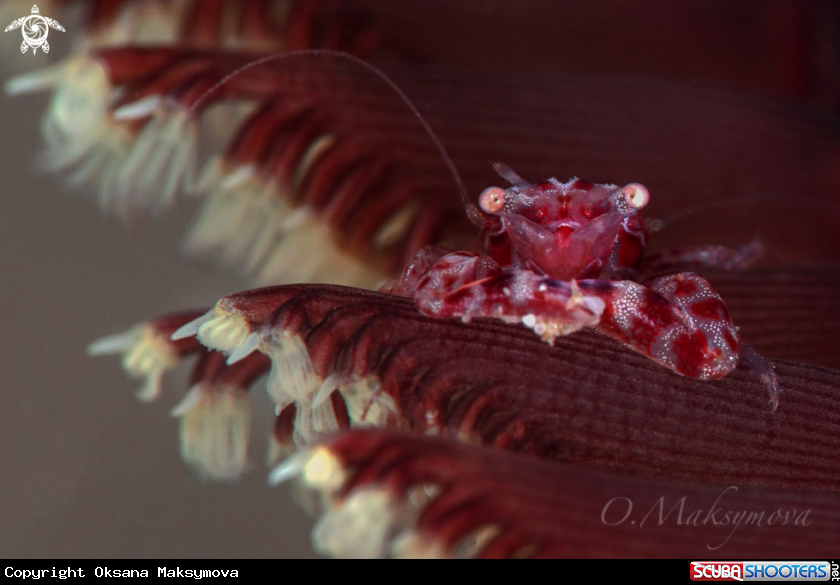 A Tiny Four-lobed Porcelain Crab (Lissoporcellana quadrilobata)