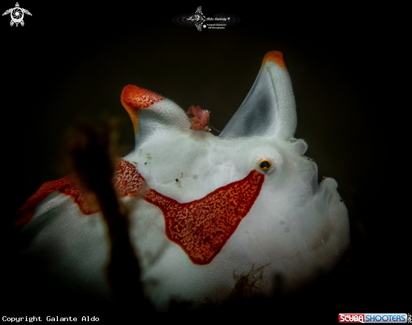 A Warty Frogfish