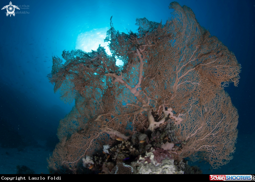 A Sunset on the reef 
