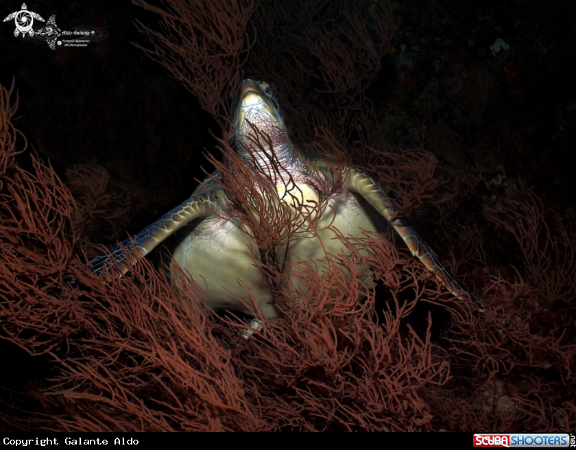 A Green Turtle 