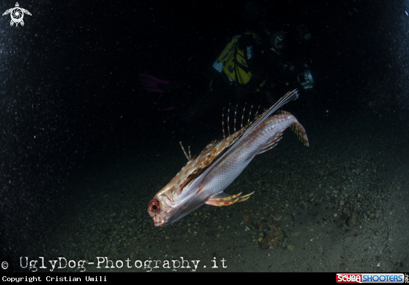 A Pesce civetta