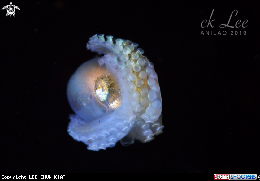 A Baby octopus 