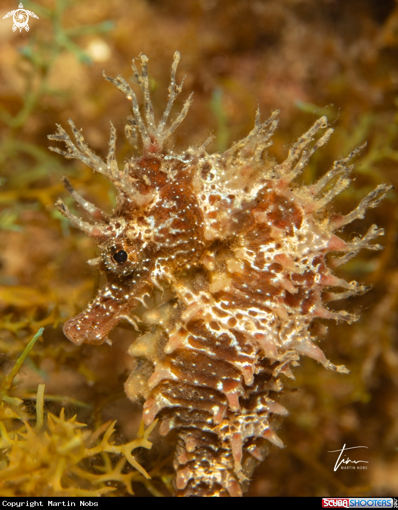 A Seahorse