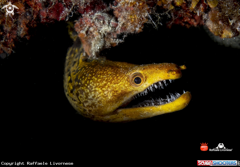 A Oriental moray