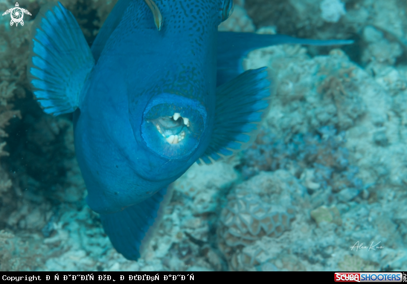 A Fish of the Red Sea