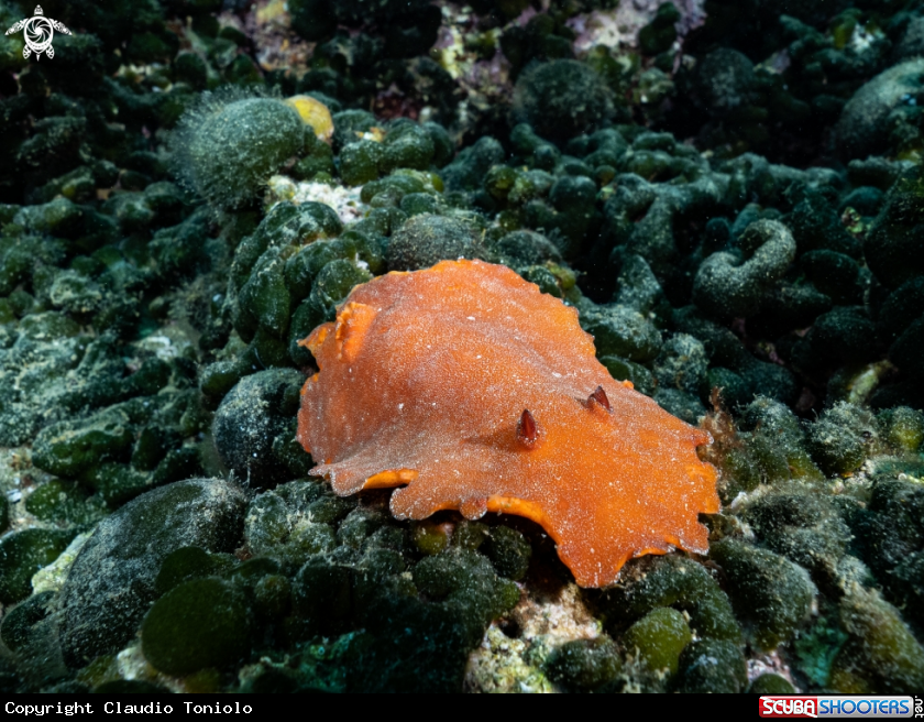A Platydoris Argo