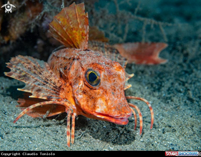 A Gallinella o Pesce Capone