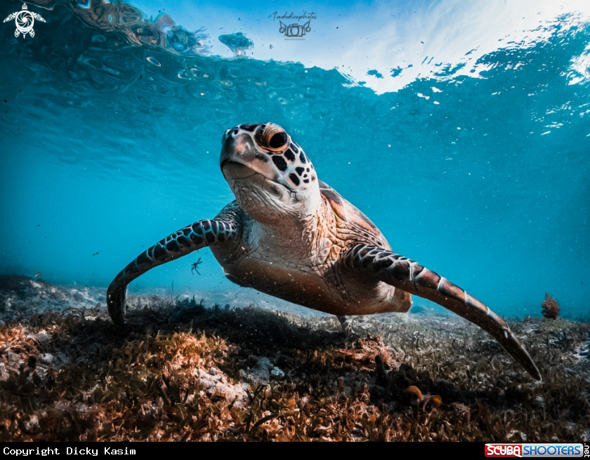 A Green Sea Turtle