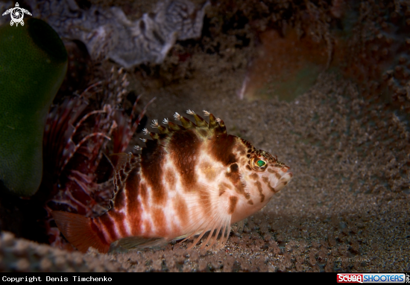 A FISH