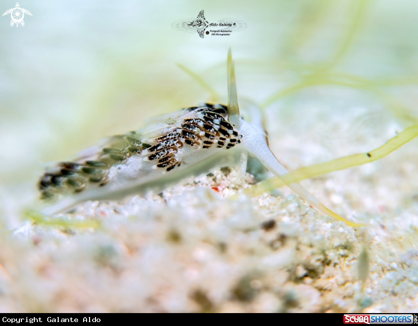 A Nudibranch