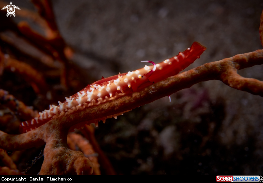 A COWRIE