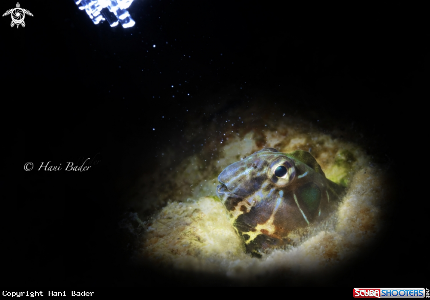A Aribian Blenny
