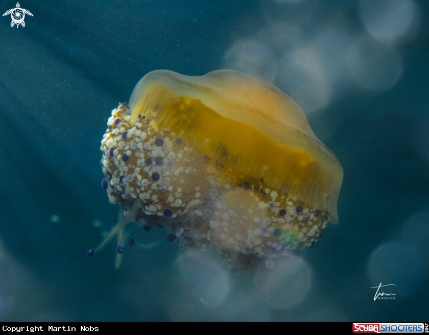 A Fried egg Jellyfish