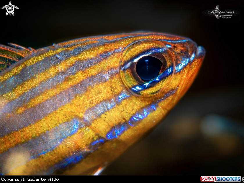 A Yellow Stripped Cardinalfish