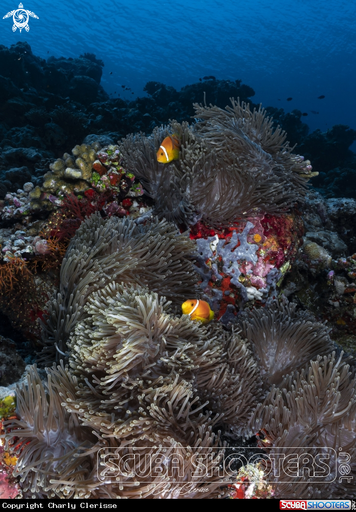 A Black footed Clownfish