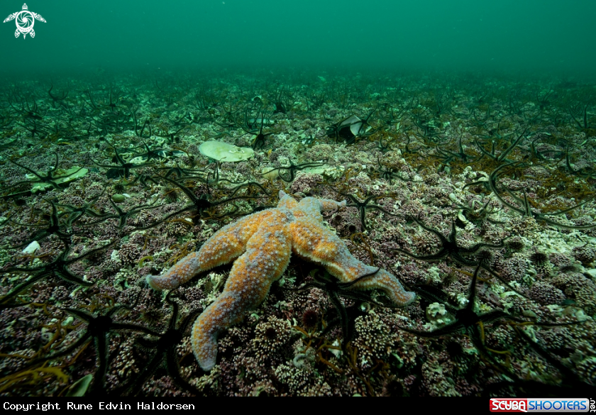 A Sea star
