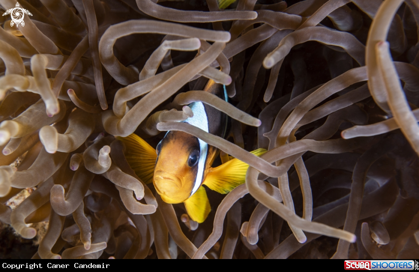 A Clownfish