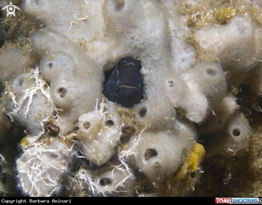 A underwater creature