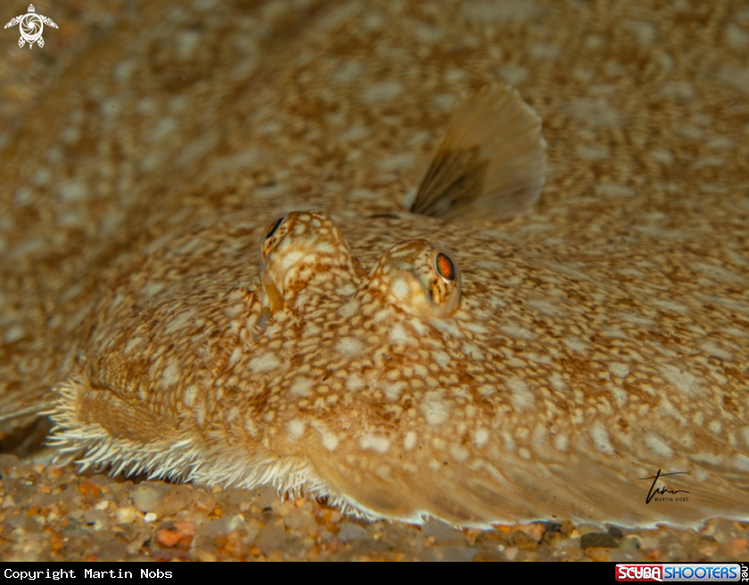 A Common Sole