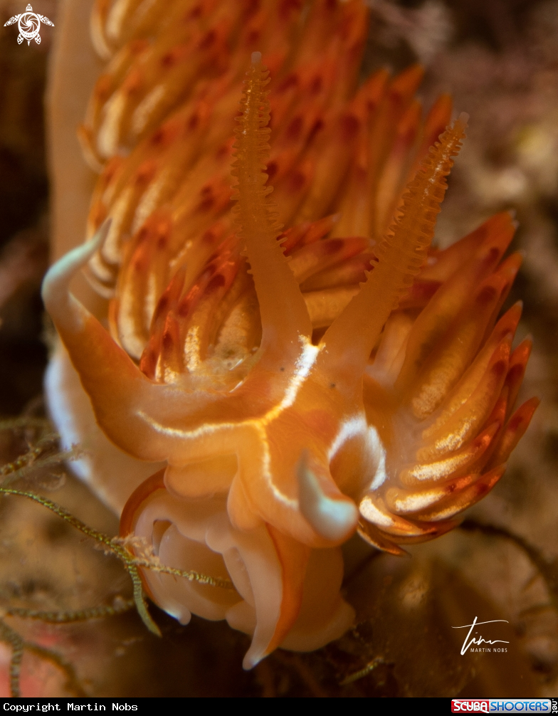 A Dondice banyulensis