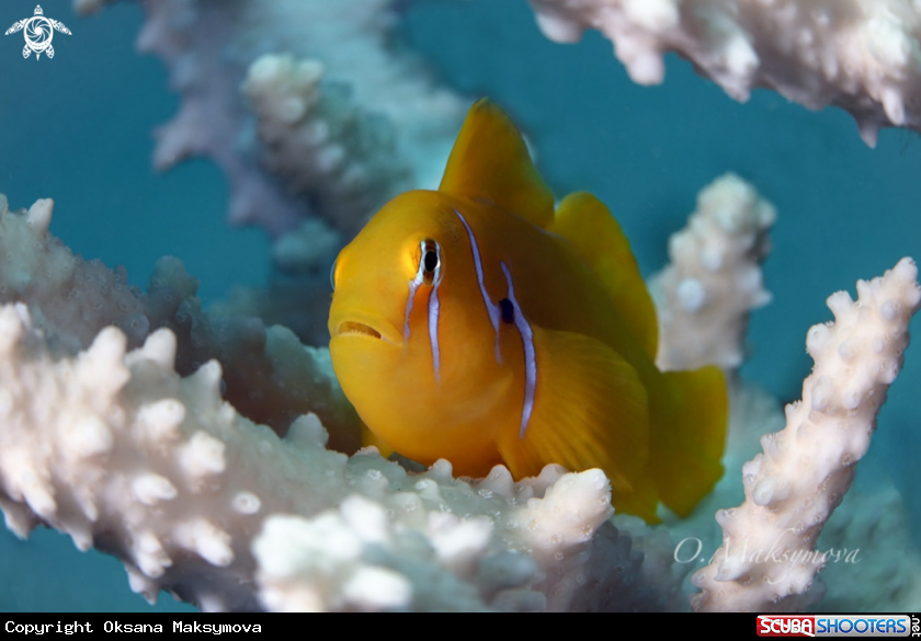A The Lemon Coral Goby (Gobiodon citrinus)