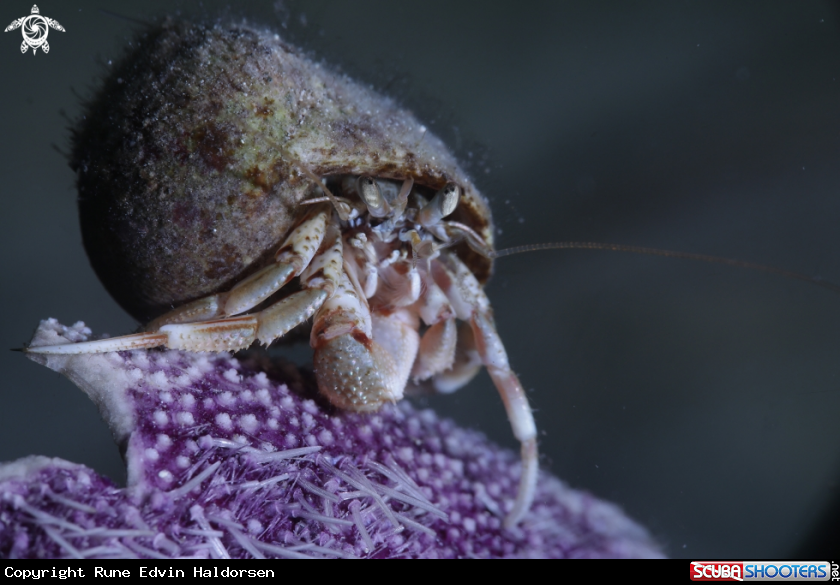 A Hermit crab