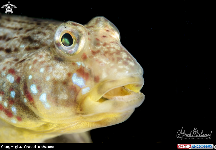 A Goby Fish 
