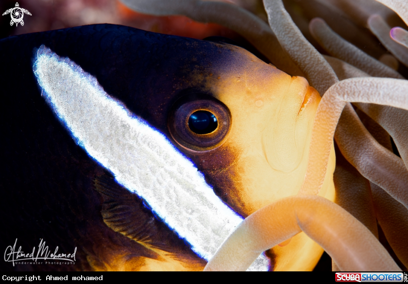 A Clown fish 