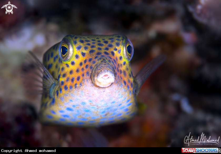 A Box fish 