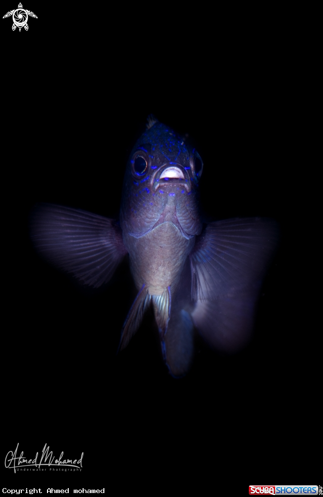 A Damsel