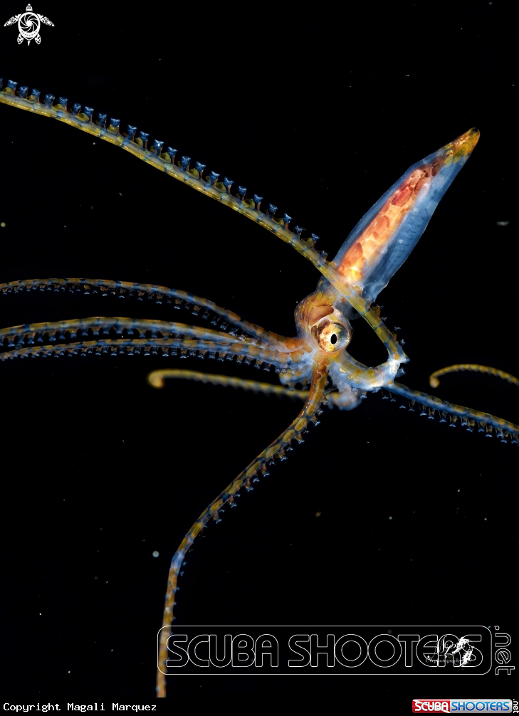 A Longarm Octopus 