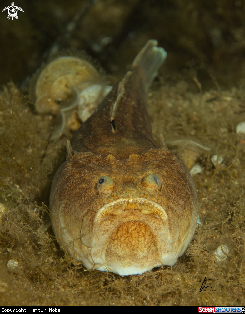 A Atlantic Stargazer