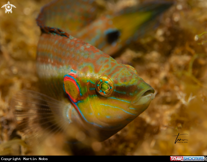 A Ocellated Wrasse