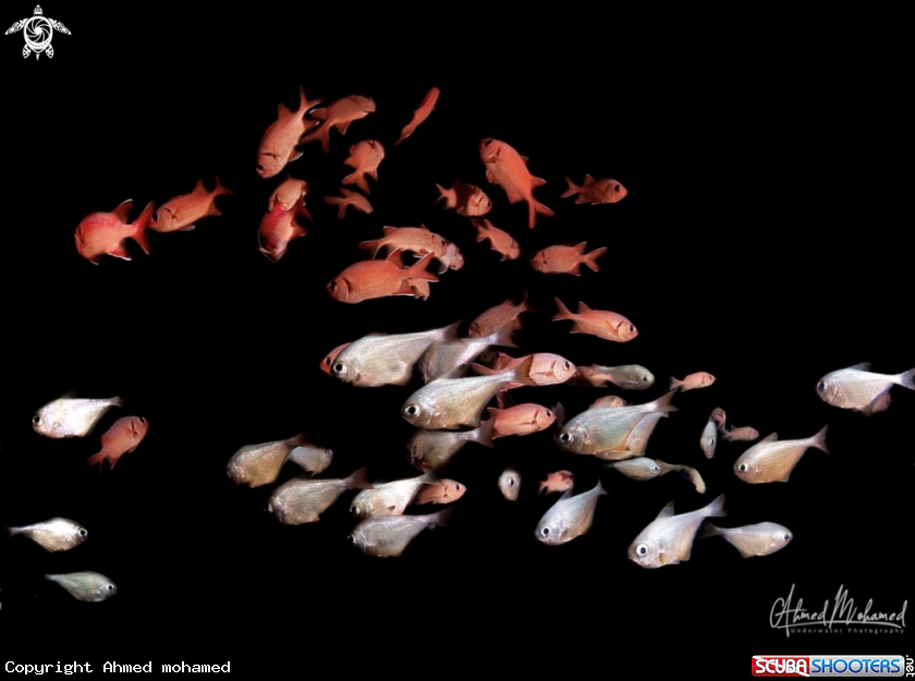 A Coral reef fish 