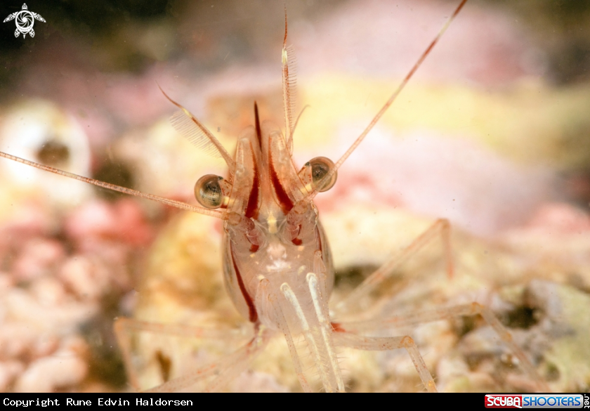 A Rockpool shrimp