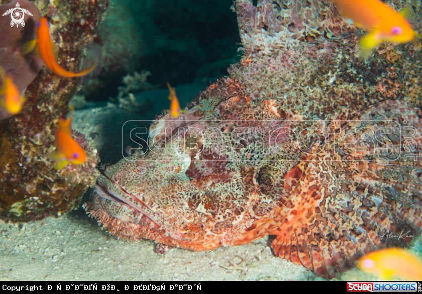 A Scorpaenopsis barbata, common name bearded scorpionfish, is a species of scorpionfish belonging to the family Scorpaenidae.