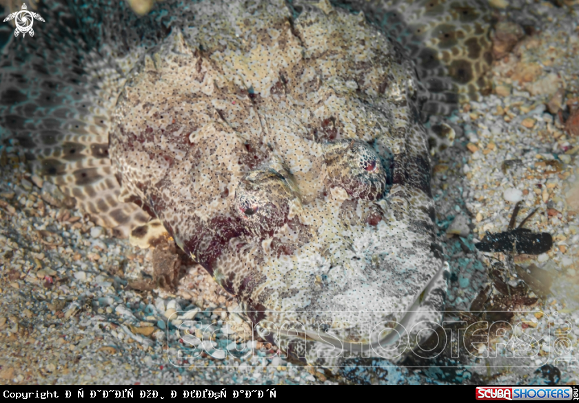A The tentacled flathead (Papilloculiceps longiceps) or crocodilefish is a flathead within the order Scorpaeniformes, an order which also includes the scorpionfishes and stonefishes. It is found in the Western Indian Ocean; the Red Sea. The species now also