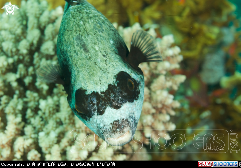 A The masked puffer (Arothron diadematus) is a pufferfish in the family Tetraodontidae.