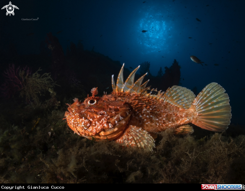 A Scorpion Fish