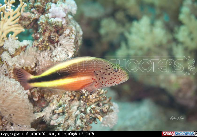 A This , is a species of marine ray-finned fish, a hawkfish belonging to the family Cirrhitidae. It is from the Indo-Pacific. It is occasionally found in the aquarium trade and is also of minor importance to local commercial fisheries. It grows to a total l