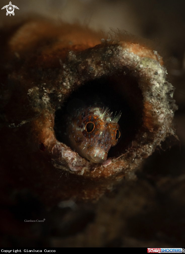 A Zvonimir's Blenny