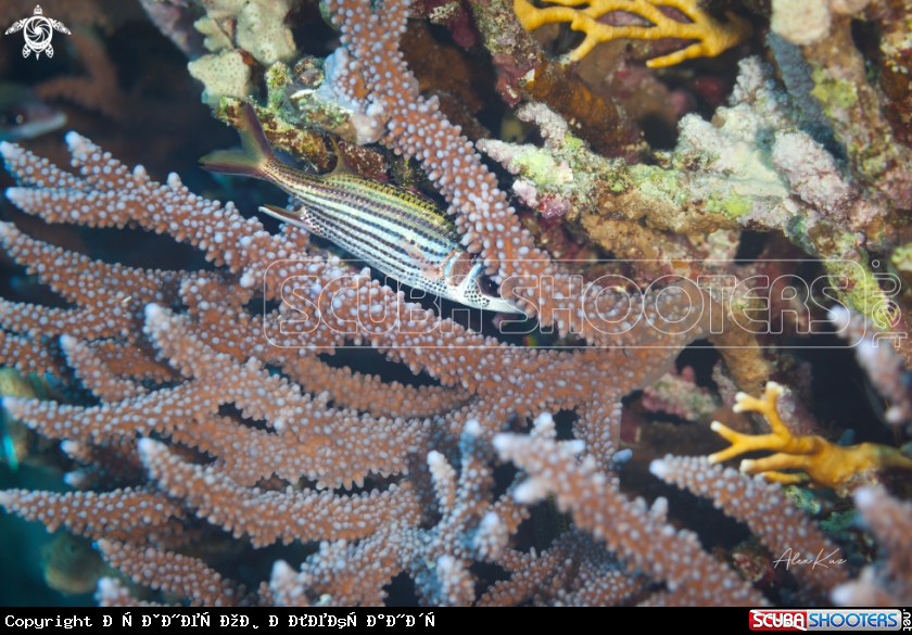 A Neoniphon sammara, the sammara squirrelfish, also known as the blood-spot squirrelfish, slender squirrelfish, spotfin squirrelfish, armed squirrel-fish or javelin squirrelfish, is a species squirrelfish found in the Indian Ocean and Pacific Ocean from Eas