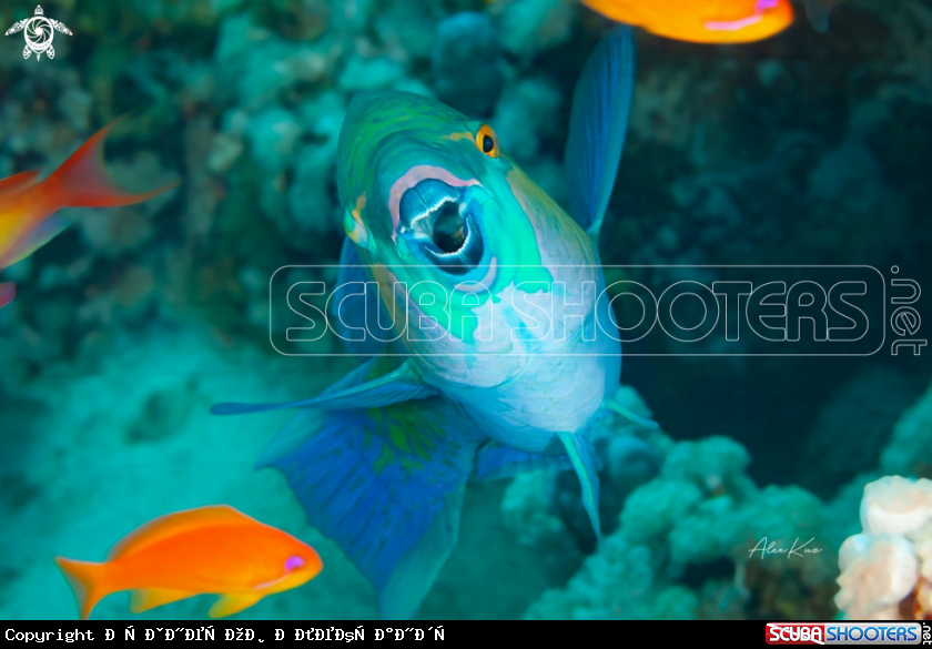 A Chlorurus sordidus, known commonly as the daisy parrotfish or bullethead parrotfish, is a species of marine fish in the family Scaridae.
