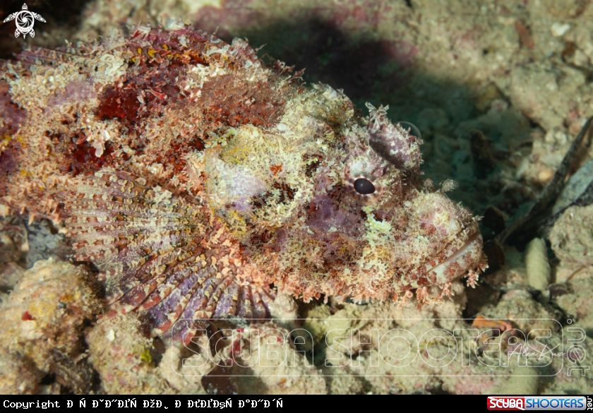 A Scorpaenopsis barbata, common name bearded scorpionfish, is a species of scorpionfish belonging to the family Scorpaenidae.
