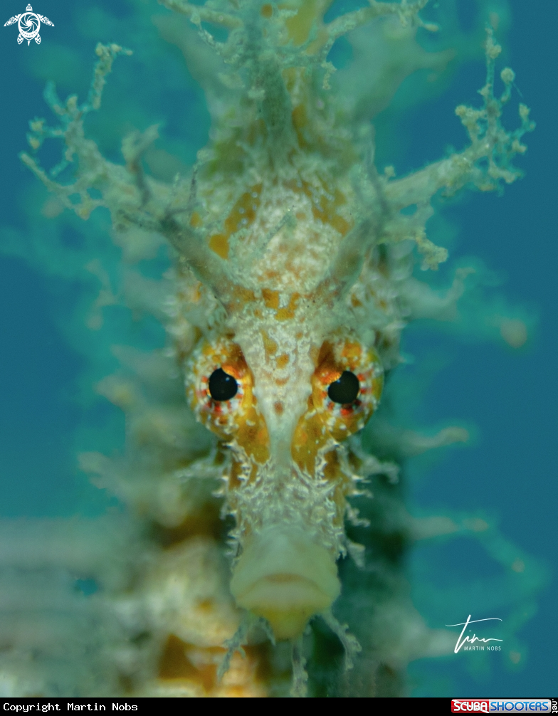 A Seahorse