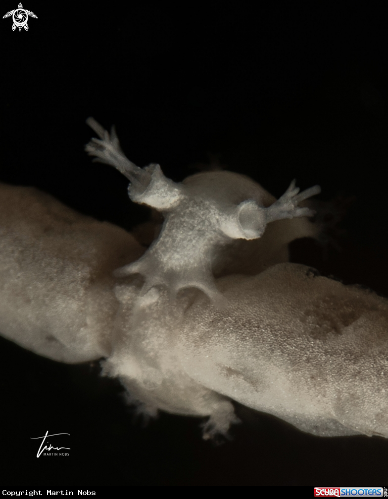 A Duvaucelia odhneri