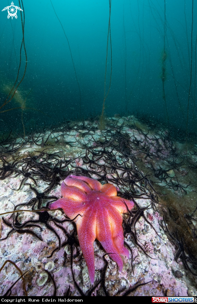 A Sea star