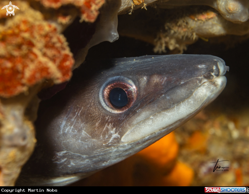 A Mediterranean Conger Eel