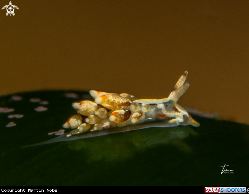 A Trinchesia genovae