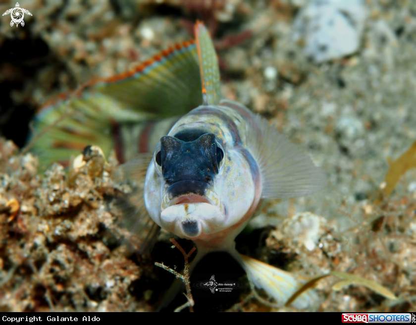 A Redmargin Shrimp Goby